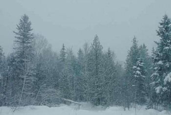نوفا سكوشا: الآلاف بدون كهرباء اليوم السبت بعد أن إجتاحت العاصفة الثلجية المقاطعة