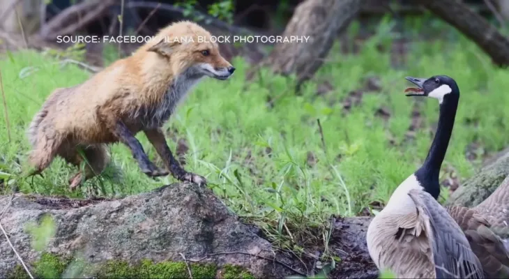 Photographe de Montréal capture une bataille dramatique entre une oie du Canada et un renard