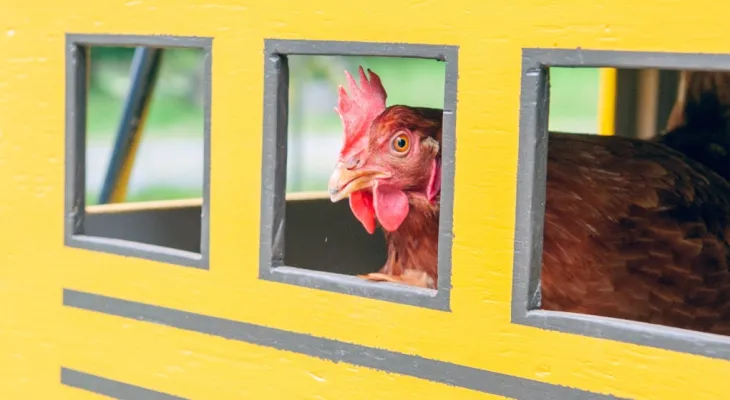 une poule de la Colombie-Britannique détient le record mondial dans le Livre Guinness des records