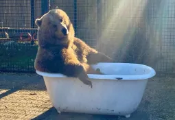 Colombie-Britannique... Deux ours gris se disputent pour se détendre dans une baignoire