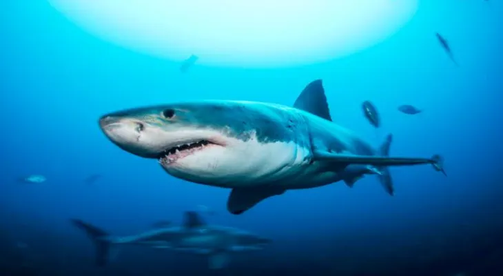 Découverte de la consommation de cocaïne par les requins au Brésil