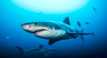 Découverte de la consommation de cocaïne par les requins au Brésil