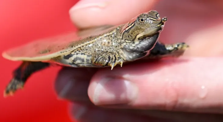 Libération de dizaines de petites tortues dans la rivière Québec dans le cadre d'un projet de conservation des animaux
